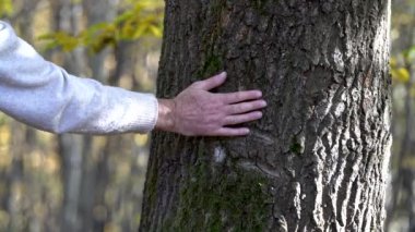 Ağaç kabuğuna insan kafası çizmek, gizemli bir yüz.
