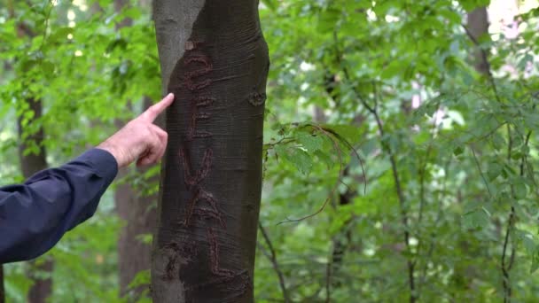 Inscription Nom Sur Écorce Hêtre — Video