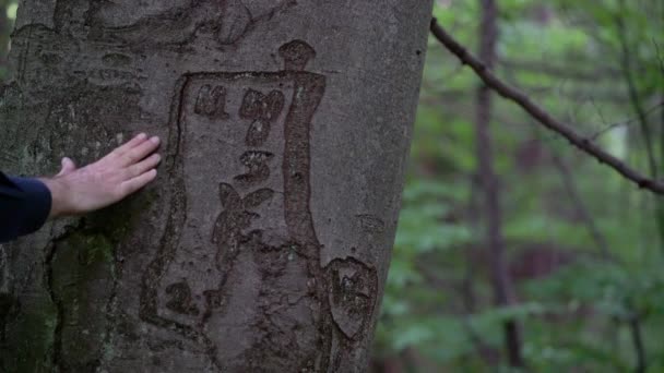 Inscription Nom Sur Écorce Hêtre Année Origine 1970 — Video