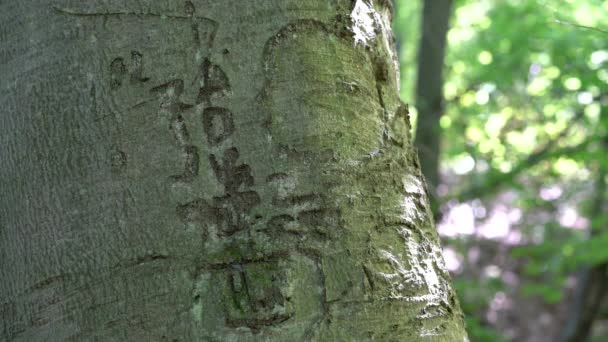 Inskripsi Nama Pada Pohon Beech Tahun Asal 1970 — Stok Video