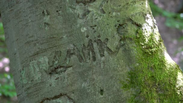 Inscription Nom Sur Écorce Hêtre Année Origine 1970 — Video