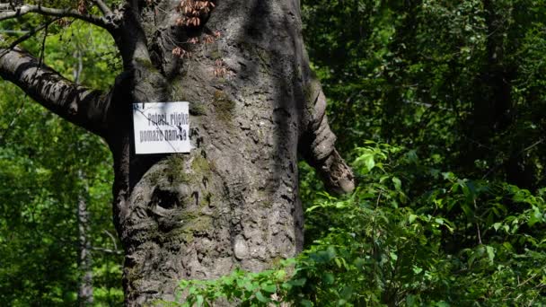 Брукс Ріки Допомагають Нам Напис Дереві Половина Дошки — стокове відео