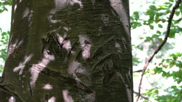 Napis Nazwy Bukowym Drzewie Kory — Wideo stockowe