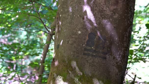 Marque Forestière Sur Arbre Inscription Numéro Parcelle Forestière — Video