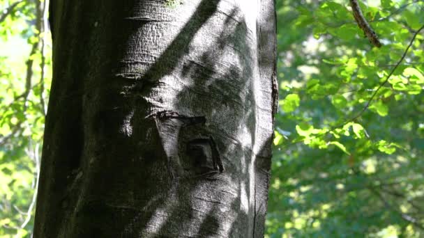 Inskripsi Nama Pada Pohon Beech Kulit — Stok Video