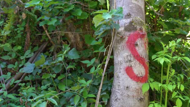 Inskripsi Nama Pada Pohon Gonggongan — Stok Video