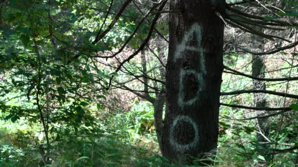 Iscrizione Del Nome Sull Albero Della Corteccia — Video Stock