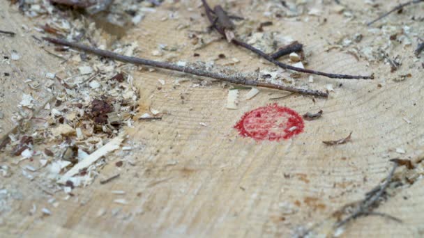 Stempel Auf Baumstumpf Wald — Stockvideo