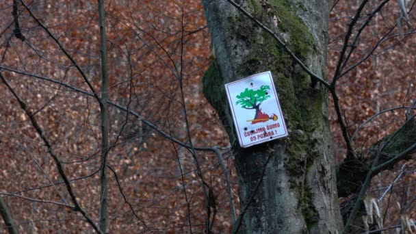 Vamos Proteger Floresta Fogo Inscrição Mesa — Vídeo de Stock