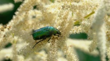 Keçi sakalı çiçeğinde yeşil gül süpürücü (Cetonia aurata)