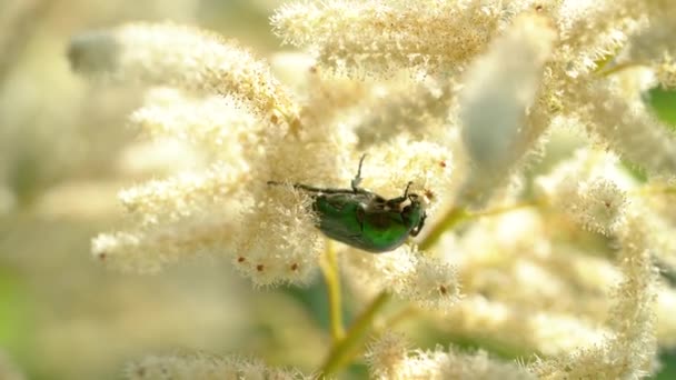 Zöld Rózsa Chafer Kecske Szakáll Virág Cetonia Aurata — Stock videók