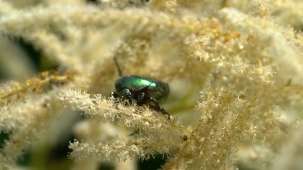 山羊胡子花上的绿玫瑰雪佛花 Cetonia Aurata — 图库视频影像