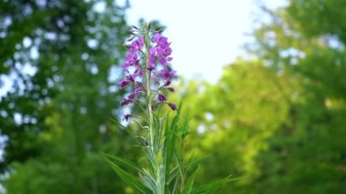 Hafif esintide yosun (Chamerion angustifolium)