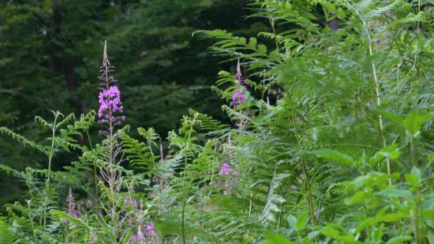 Eldogräs Svag Bris Chamerion Angustifolium — Stockvideo