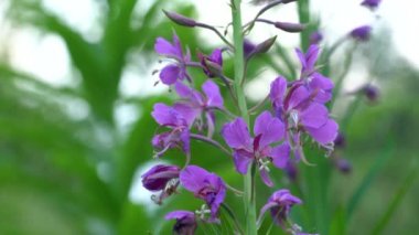 Hafif esintide yosun (Chamerion angustifolium)