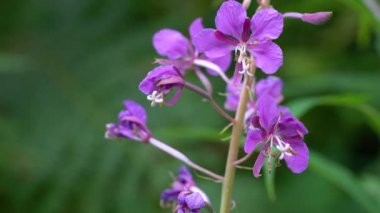 Hafif esintide yosun (Chamerion angustifolium)