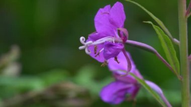 Hafif esintide yosun (Chamerion angustifolium)