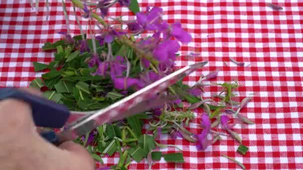 Cutting Fireweed Scissors Small Pieces Drying Tea Chamerion Angustifolium — Stock Video