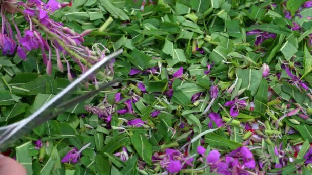 Tagliare Fireweed Con Forbici Pezzetti Asciugarlo Chamerion Angustifolium — Video Stock