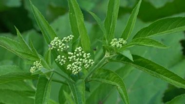Çiçek açan Avrupa Cüce Yaşlısı (Sambucus ebulus)