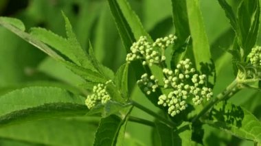 Çiçek açan Avrupa Cüce Yaşlısı (Sambucus ebulus)