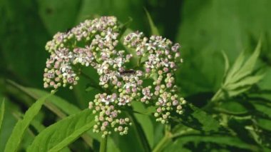 Çiçek açan Avrupa Cüce Yaşlısı (Sambucus ebulus)