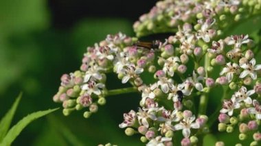 Çiçek açan Avrupa Cüce Yaşlısı (Sambucus ebulus)