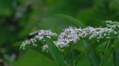 Yeşil Gül Süpürgesi (Cetonia aurata) Avrupa Cüce Yaşlısında çiçek açma (Sambucus ebulus))