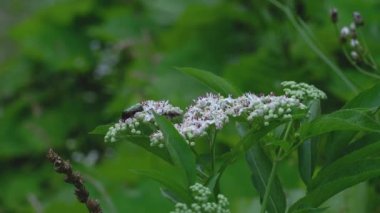 Yeşil Gül Süpürgesi (Cetonia aurata) Avrupa Cüce Yaşlısında çiçek açma (Sambucus ebulus))