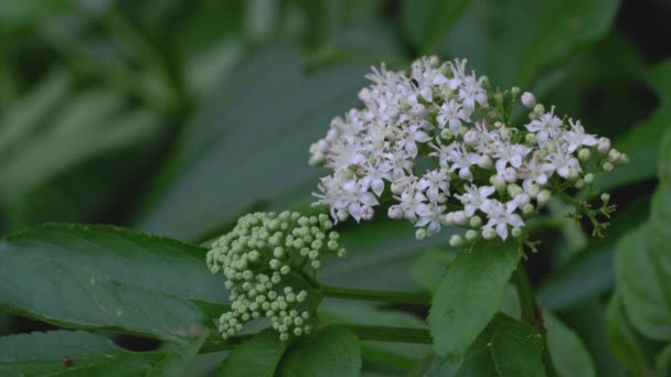 European Dwarf Elder Blooming Sambucus Ebulus — Stock Video