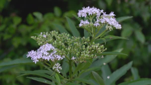 Anciano Enano Europeo Floración Sambucus Ebulus — Vídeo de stock