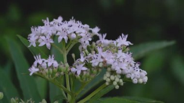 Çiçek açan Avrupa Cüce Yaşlısı (Sambucus ebulus)