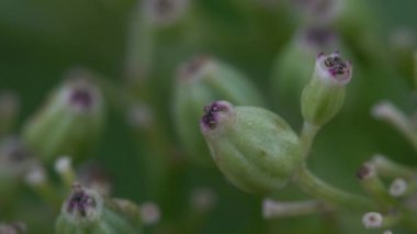 Çiçek açan Avrupa Cüce Yaşlısı (Sambucus ebulus)