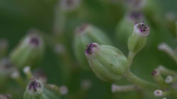 European Dwarf Elder Blooming Sambucus Ebulus — Stock Video