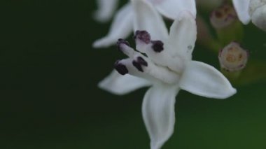 Çiçek açan Avrupa Cüce Yaşlısı (Sambucus ebulus)