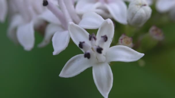 European Dwarf Elder Blooming Sambucus Ebulus — Stock Video