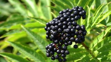 Hafif esintide olgun Avrupa Cüce Yaşlısı (Sambucus ebulus)