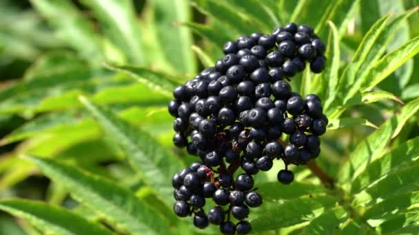 Ripe European Dwarf Elder Slight Breeze Sambucus Ebulus — Stock Video