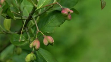 Spindle Tree 'nin olgunlaşan meyveleri (Euonymus europaeus)