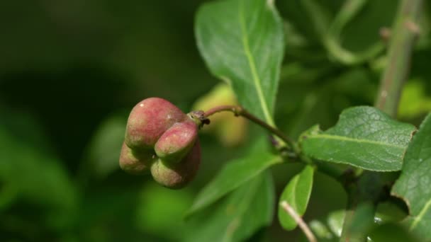 Frutti Maturi Dell Albero Mandrino Euonymus Europaeus — Video Stock