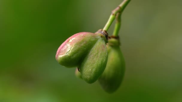 Frutos Maduros Del Husillo Euonymus Europaeus — Vídeo de stock