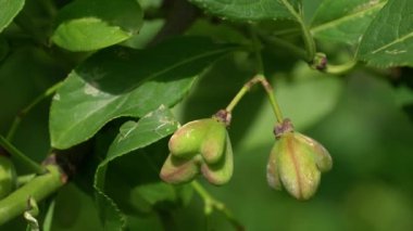 Spindle Tree 'nin olgunlaşan meyveleri (Euonymus europaeus)