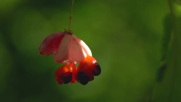 Rijpende Vruchten Van Spindelboom Euonymus Europaeus — Stockvideo