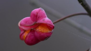 Spindle Tree 'nin olgunlaşan meyveleri (Euonymus europaeus)