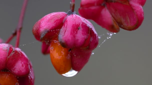 Rijpe Vruchten Van Spindelboom Euonymus Europaeus — Stockvideo