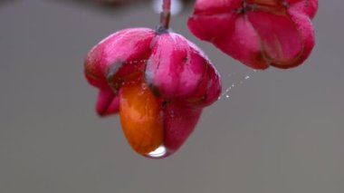Spindle Tree 'nin olgun meyveleri (Euonymus europaeus)