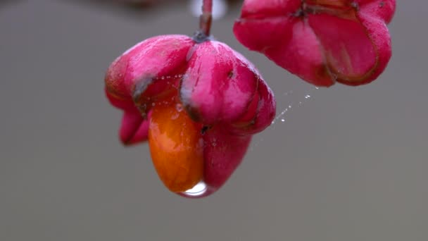 Dojrzałe Owoce Wrzeciona Euonymus Europaeus — Wideo stockowe