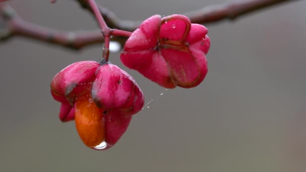 Rijpe Vruchten Van Spindelboom Euonymus Europaeus — Stockvideo