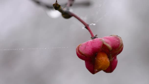 Rijpe Vruchten Van Spindelboom Euonymus Europaeus — Stockvideo