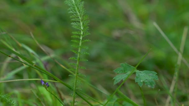 Schafgarbenpflanze Bei Leichter Brise Naturrasen Umgebung Achillea Millefolium — Stockvideo